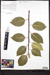 Rhus ovata image
