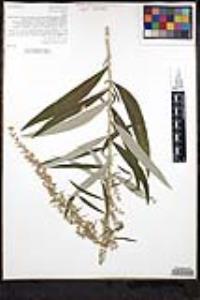 Artemisia douglasiana image