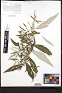 Artemisia douglasiana image