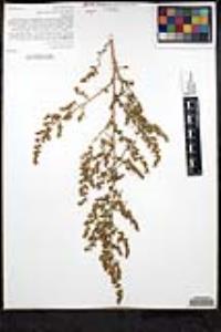 Artemisia dracunculus image