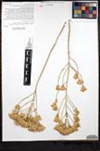 Ericameria nauseosa var. mohavensis image