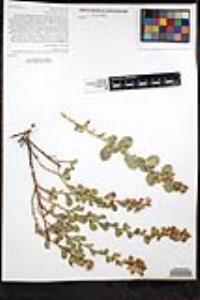 Hazardia squarrosa var. grindelioides image