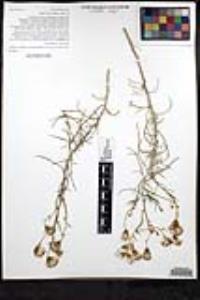 Senecio flaccidus var. douglasii image