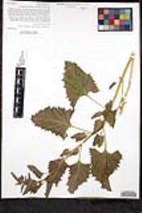 Chenopodium californicum image