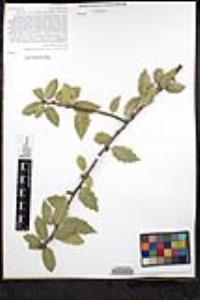 Quercus wislizeni var. frutescens image