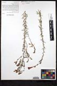 Epilobium canum subsp. canum image