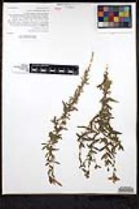 Epilobium canum image