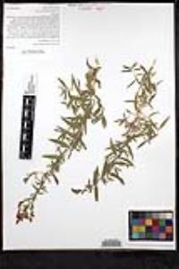 Epilobium canum image