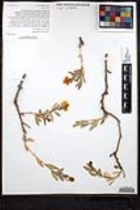 Dendromecon rigida image