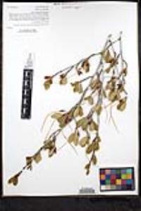 Cercocarpus montanus image