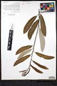 Salix lasiandra var. lasiandra image