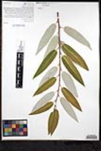 Salix lasiandra image