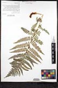 Dryopteris arguta image