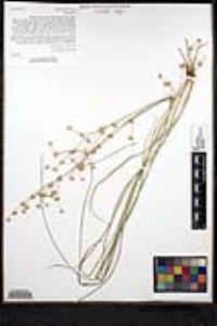 Juncus macrophyllus image