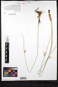 Juncus balticus subsp. mexicanus image