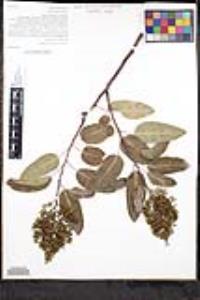 Malosma laurina image