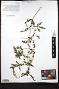 Ambrosia acanthicarpa image