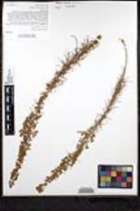 Artemisia californica image