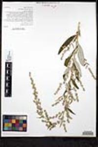 Artemisia douglasiana image