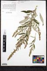 Artemisia douglasiana image