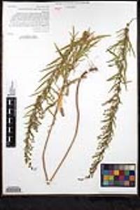 Artemisia dracunculus image