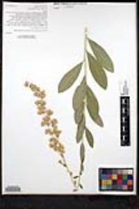 Solidago velutina image