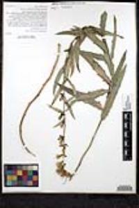 Stephanomeria cichoriacea image