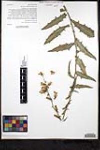 Stephanomeria cichoriacea image