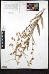 Stephanomeria cichoriacea image