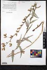Stephanomeria cichoriacea image