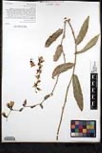 Stephanomeria cichoriacea image
