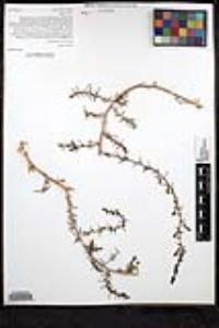 Salsola tragus image