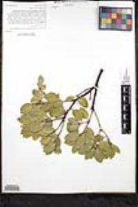 Arctostaphylos glandulosa subsp. mollis image