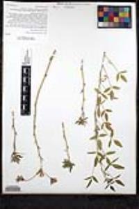 Rupertia physodes image