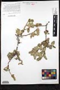 Quercus john-tuckeri image