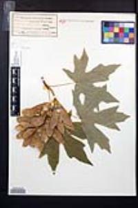 Acer macrophyllum image