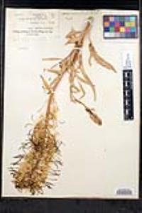 Stanleya pinnata image