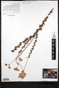 Eriogonum fasciculatum var. foliolosum image