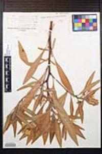 Ludwigia hexapetala image