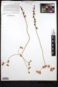 Eriogonum fasciculatum image