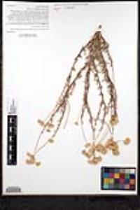 Eriogonum fasciculatum var. foliolosum image