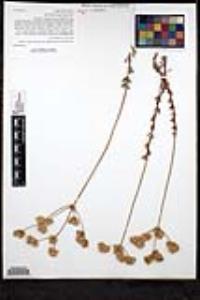 Eriogonum fasciculatum var. foliolosum image