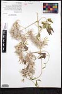 Clematis ligusticifolia image