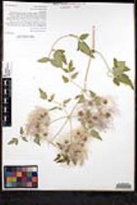 Clematis ligusticifolia image