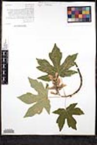 Acer macrophyllum image