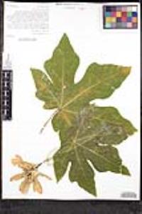 Acer macrophyllum image