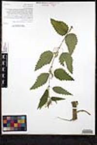 Urtica gracilis image