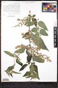 Urtica gracilis image