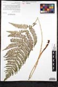 Dryopteris arguta image