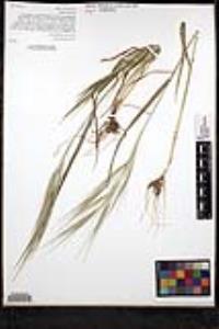 Bromus diandrus image